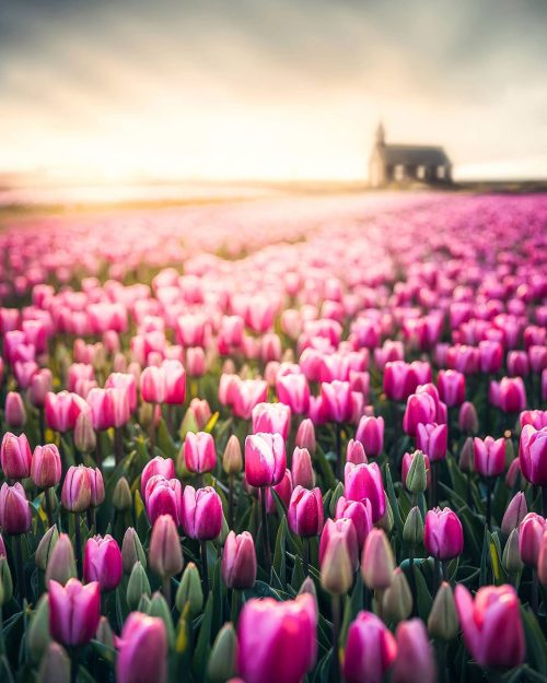 Tulips and Churches